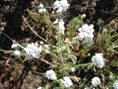 cryptantha intermedia